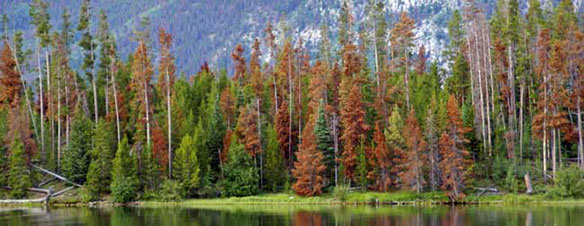 Pine Trees For Sale, Mountain Pine Beetle Damage