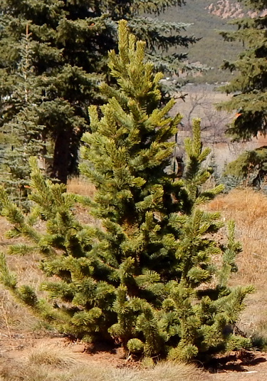 best shade trees for Utah, Bristlecone Pine