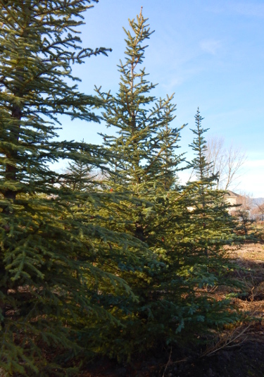 fast growing trees Utah, Colorado Blue Spruce
