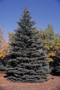 Large trees for sale utah