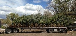 Tree Moving Utah