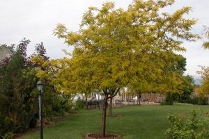 The value of mulching your trees