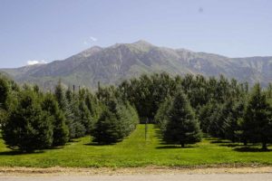 Large Trees for Sale Utah