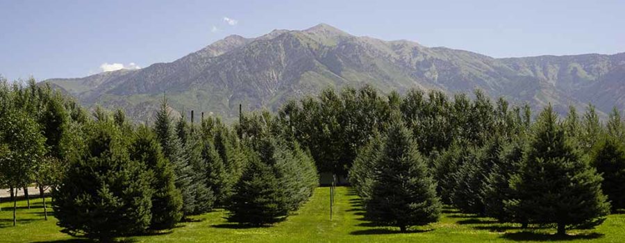 Large Trees for Sale Utah