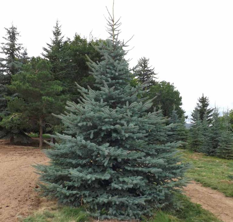Where to Buy Large Trees in Utah Landscaping Willowcreek Tree Farms
