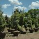 Best Trees to Plant in Utah