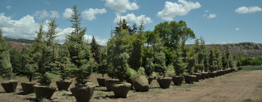 Best Trees to Plant in Utah