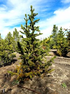 Bristlecone Pine, trees guaranteed to grow in northern utah