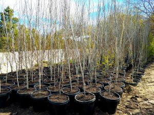 Northern Utah Trees and Transplanting Services