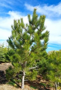 Austrian Pine, Buy Trees Utah