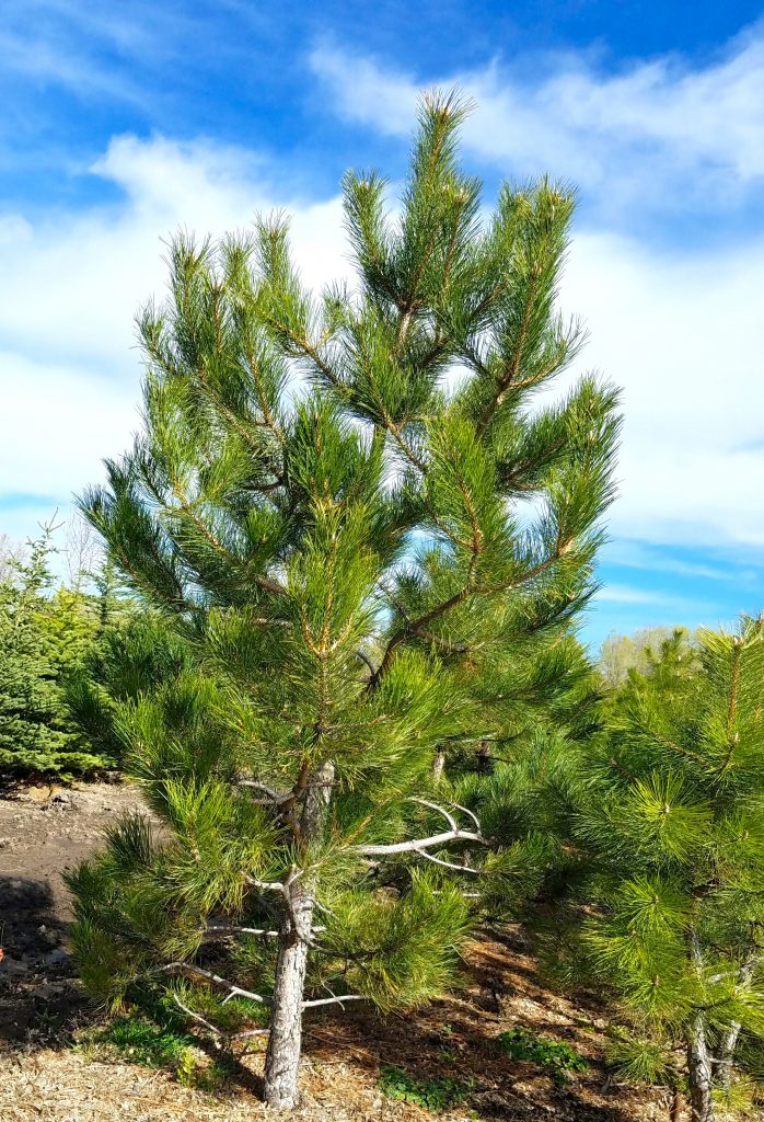 Austrian Pine, Buy Trees Utah Willowcreek Tree Farms