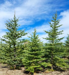 Pinyon Pine, Buy Trees Utah