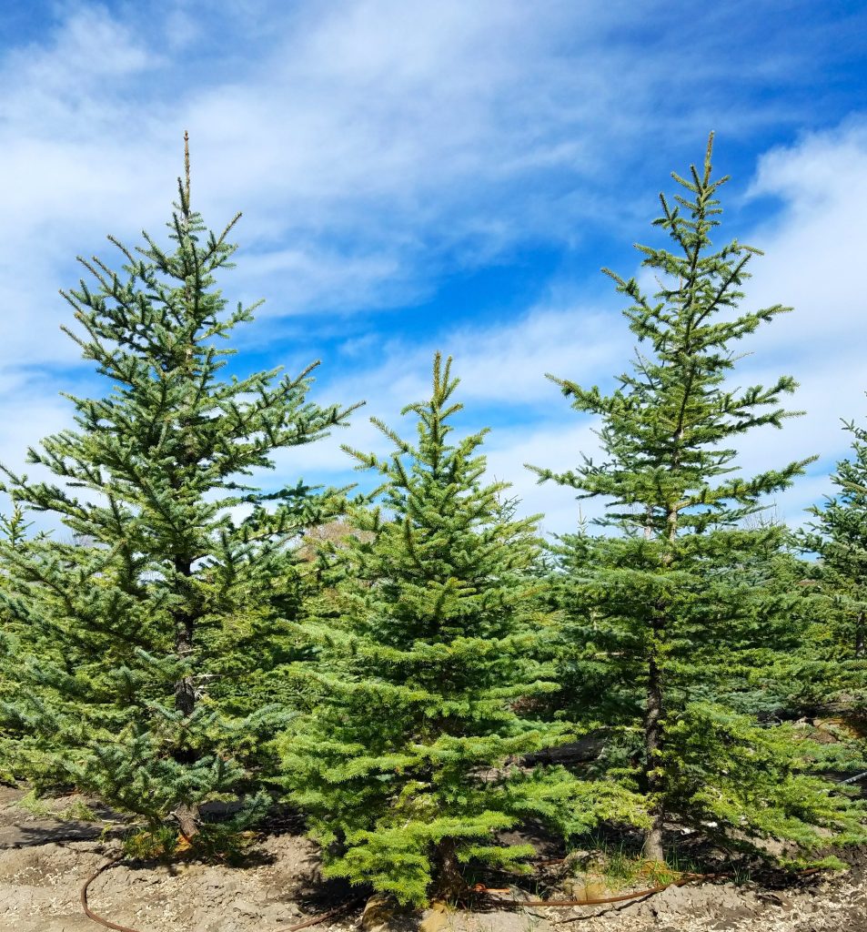Pinyon Pine, Buy Trees Utah Willowcreek Tree Farms