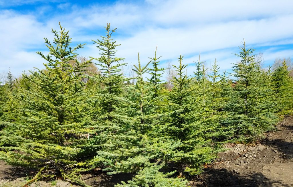 Large Tree Moving Utah Willowcreek Tree Farms Privacy Trees Utah