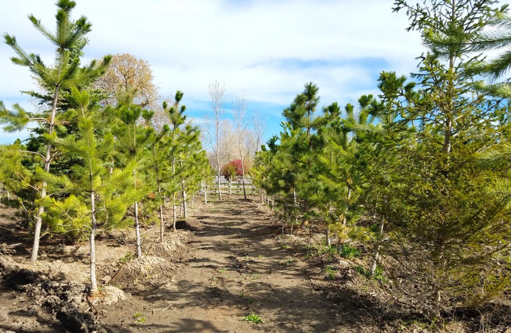 Trees for Landscaping Front Yard | Willowcreek Tree Farms | Buy Trees Utah