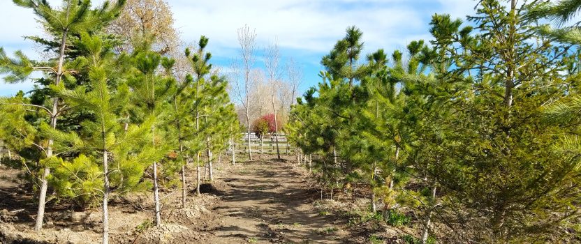 Trees for Landscaping Front Yard | Willowcreek Tree Farms | Buy Trees Utah