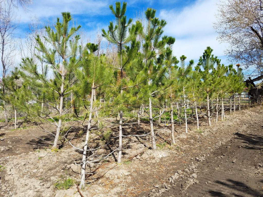 Pine trees for sale