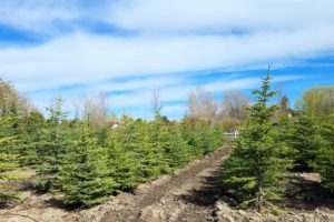 Christmas Tree Farms in Utah
