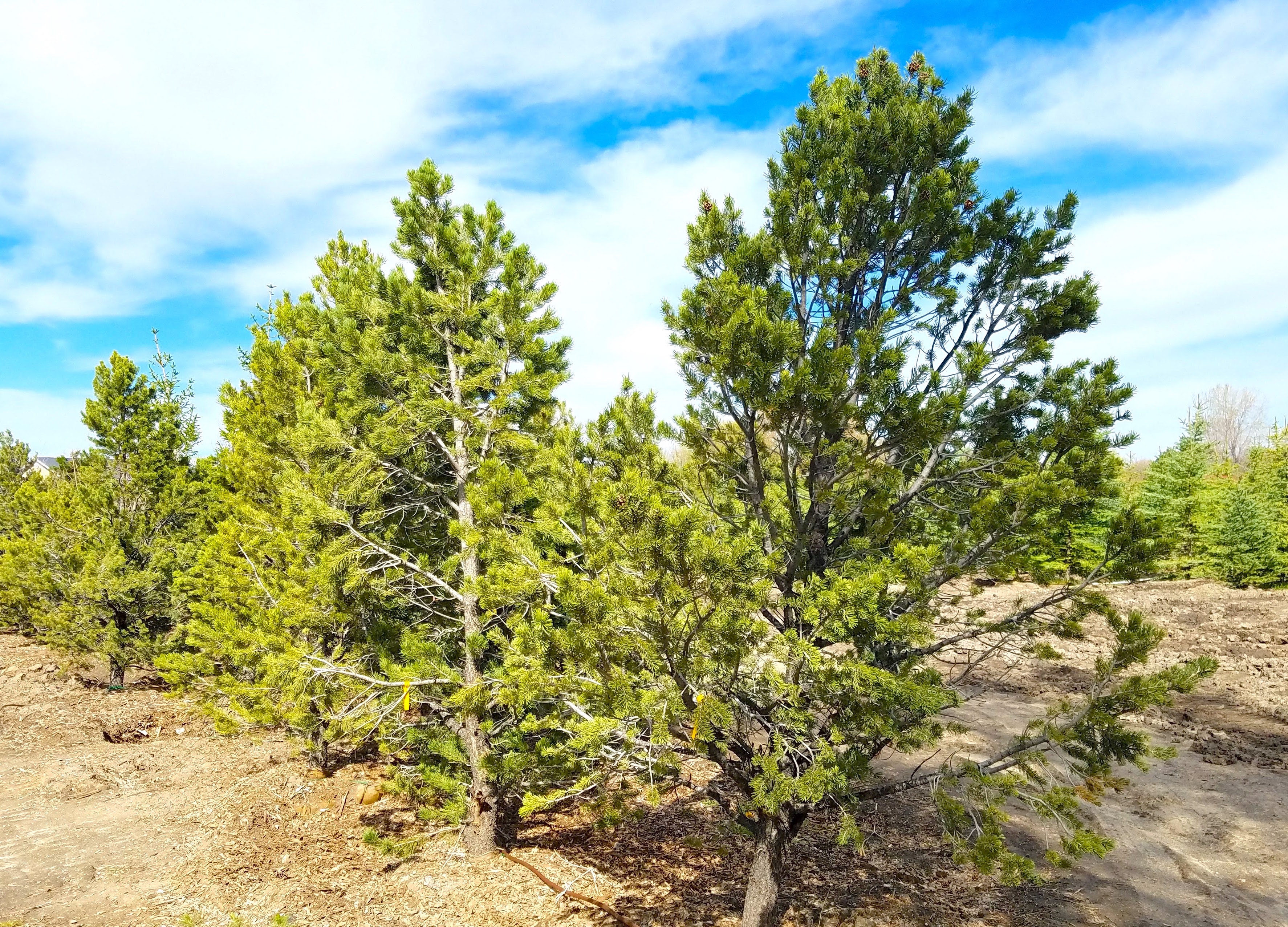 Utah Tree Transplanting Service Large Trees For Sale in Utah