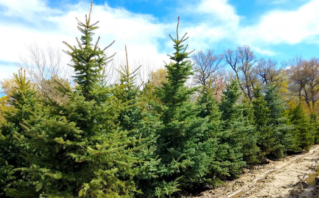 Large Tree Landscaping Utah - Willowcreek Tree Farms