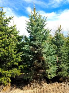 Colorado Blue Spruce, Buy Trees Utah