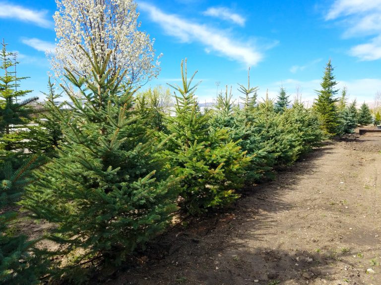 Austrian Pine for Sale - Willowcreek Tree Farms