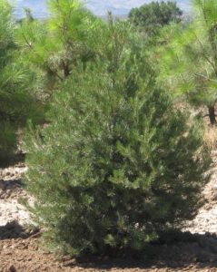 privacy trees Utah, pinyon pine