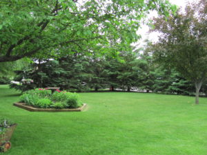 Landscape with pine tree border