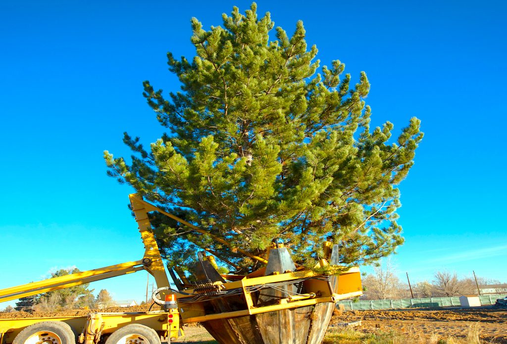 Utah Tree Transplanting Service Large Trees For Sale in Utah