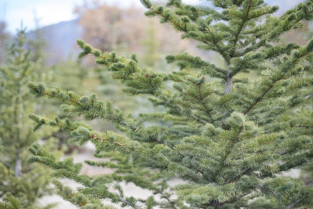 Pine Trees for Sale Utah | Blue Spruce | Austrian | Willowcreek Tree Farms