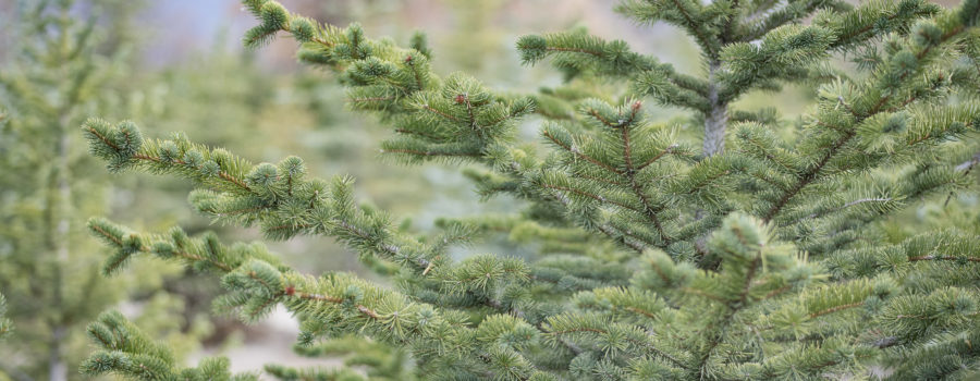 Pine Trees for Sale Utah