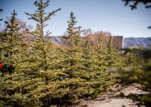 Pictures at the treefarm in Draper, Utah