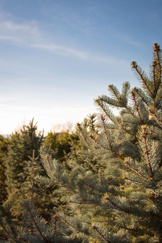 Fast Growing Trees Utah Colorado Blue Spruce Willowcreek Tree Farms